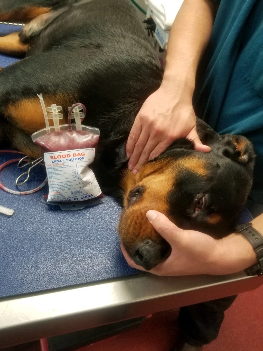 Ewa Beach, Oahu, Hawaii Veterinarian About Animal House Veterinary Center