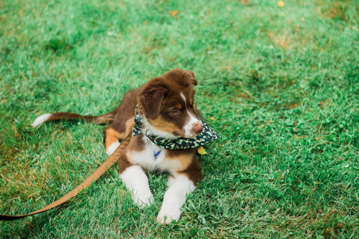Why Does Your Dog Eat Grass? - Animal House Veterinary Center - Common Dog Eating Grass Habits