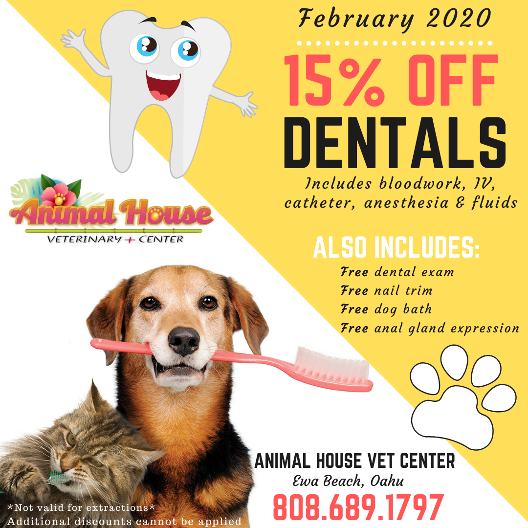 April Dental Special - Animal House Veterinary Center