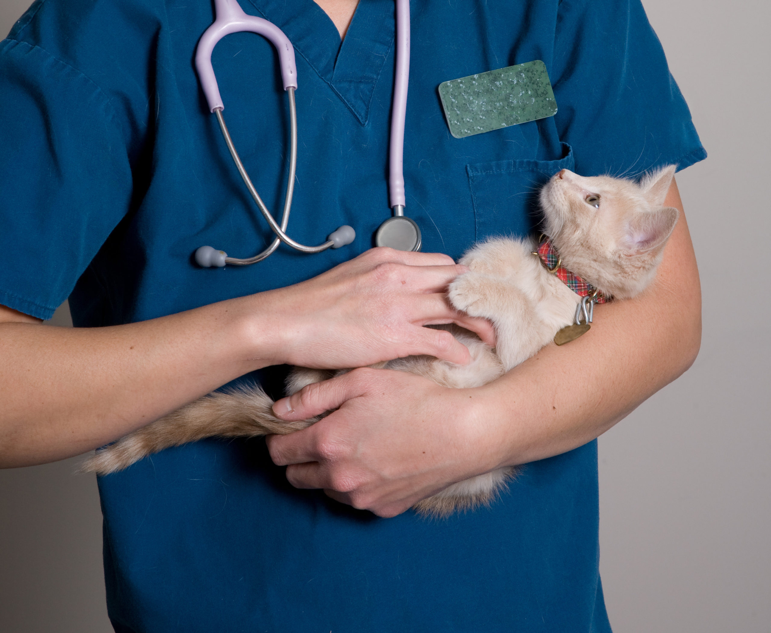 Дело ветеринаров. Ветеринар с кошкой. Кот в ветеринарной клинике.