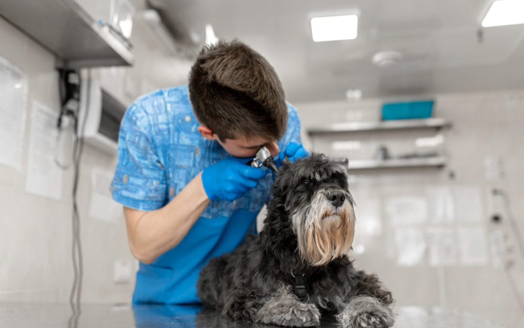 What Happens During My Pet's Spay? - Animal House Veterinary Center