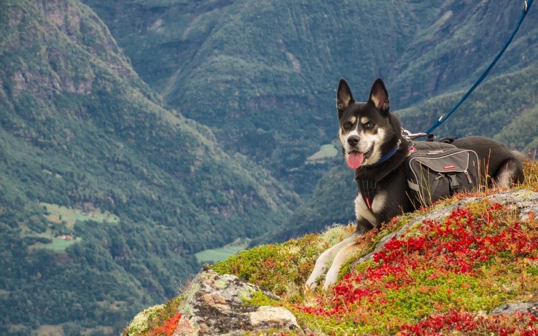 Tips for Summertime Hiking With Your Pet