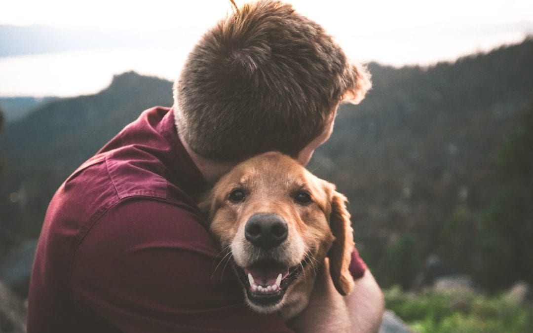 Missing Pet? Ways to Have Happy Reunion