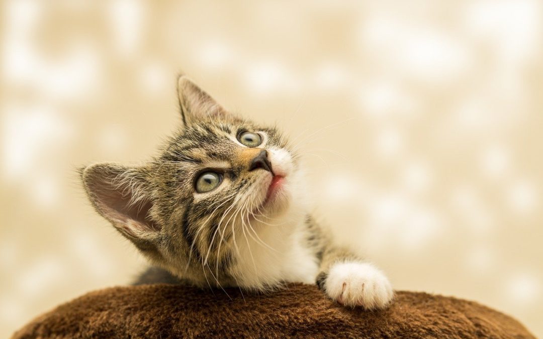Tips to Make Your Cat’s Trip to the Vet Run Smoothly