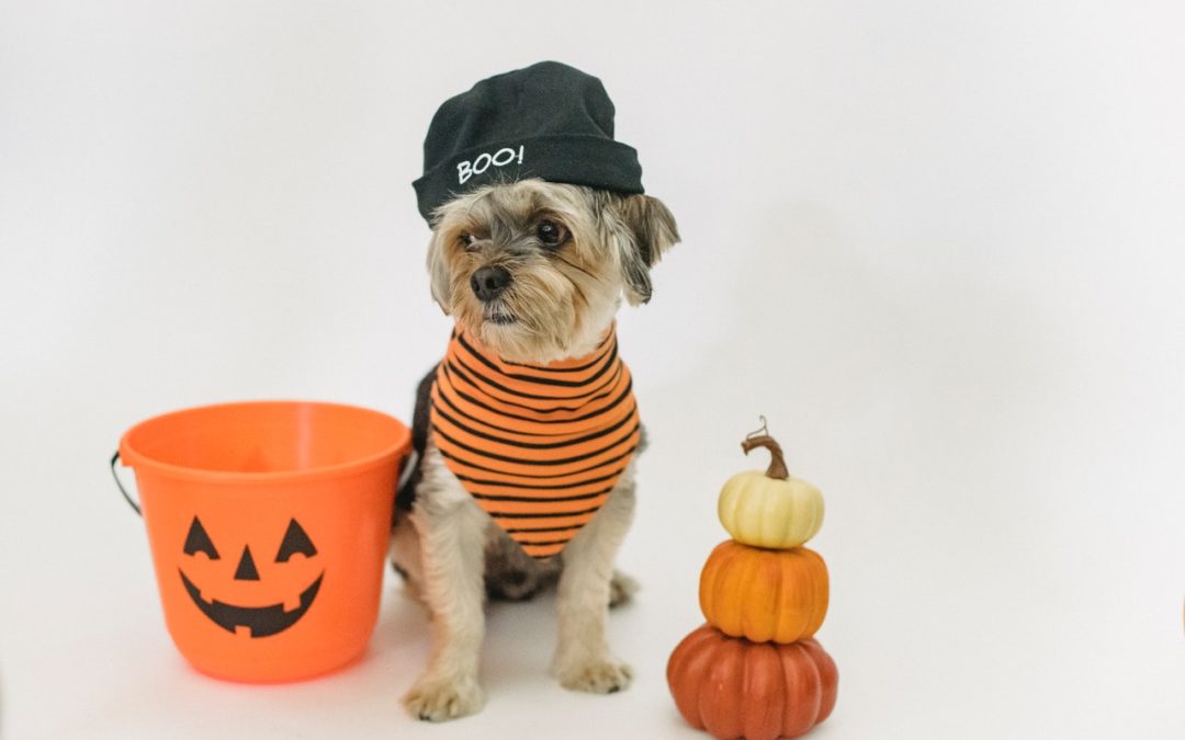 4 Halloween Treats to Keep Away from Your Pet
