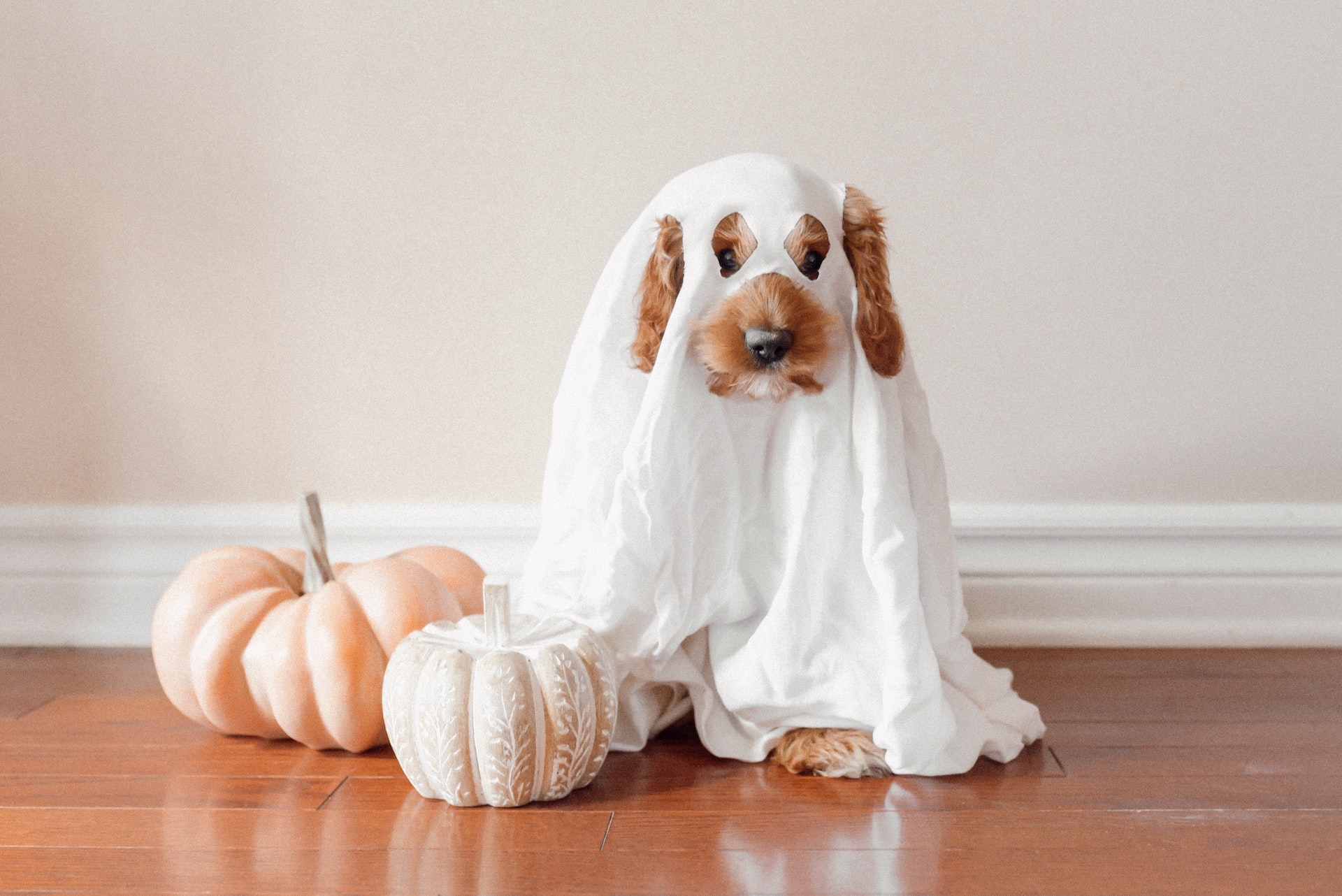 5 Halloween Pet Safety Tips Animal House Veterinary Center