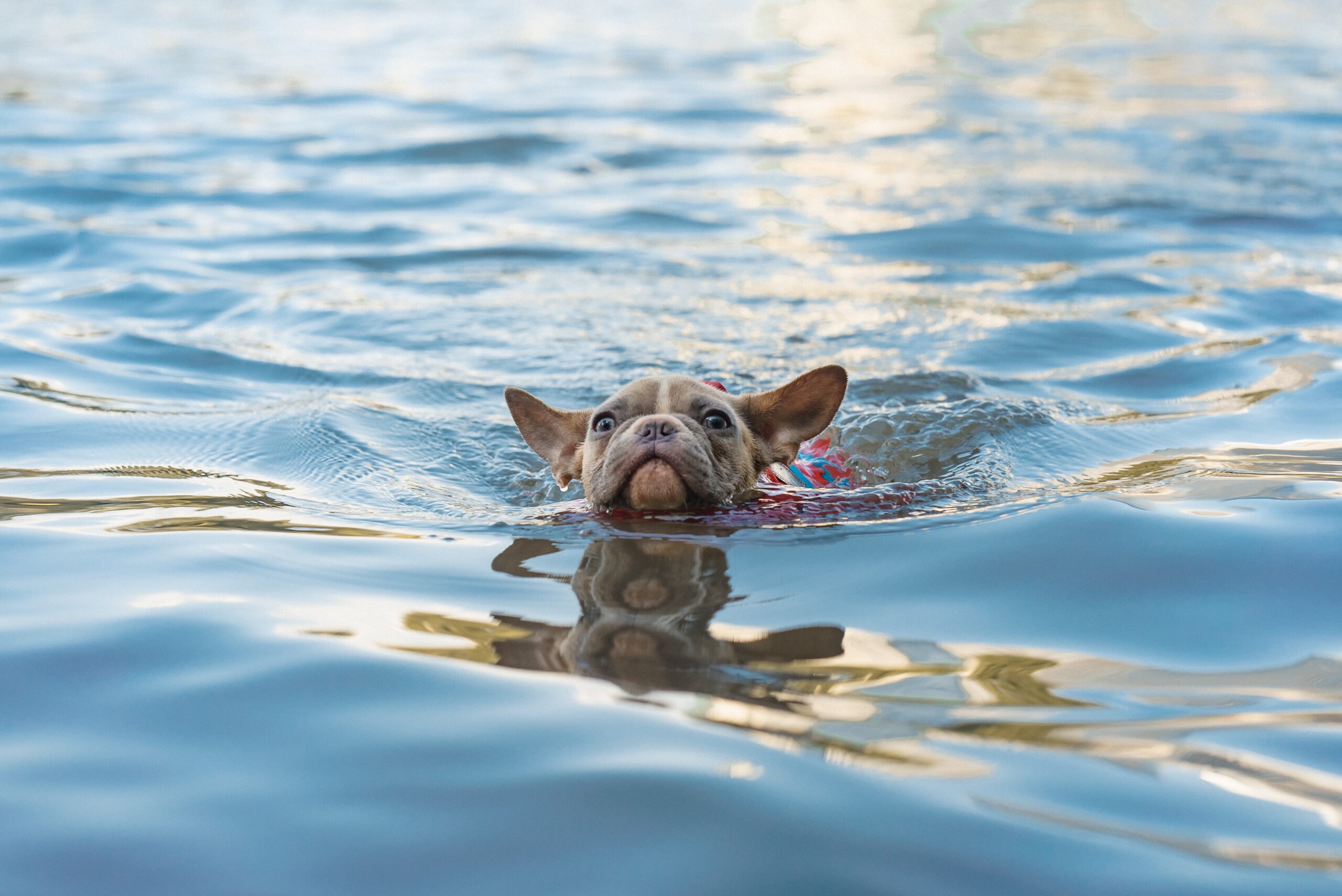 Keeping Pets Safe While Swimming Animal House Veterinary Center