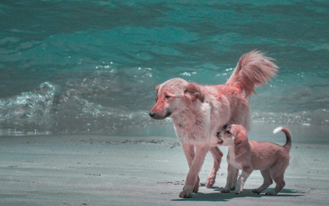 Golden retriever and puppy walking along the beach